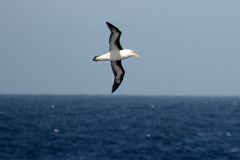 14 Black-browed Albatross From The Quark Expeditions Cruise Ship In The Drake Passage Sailing To Antarctica.jpg